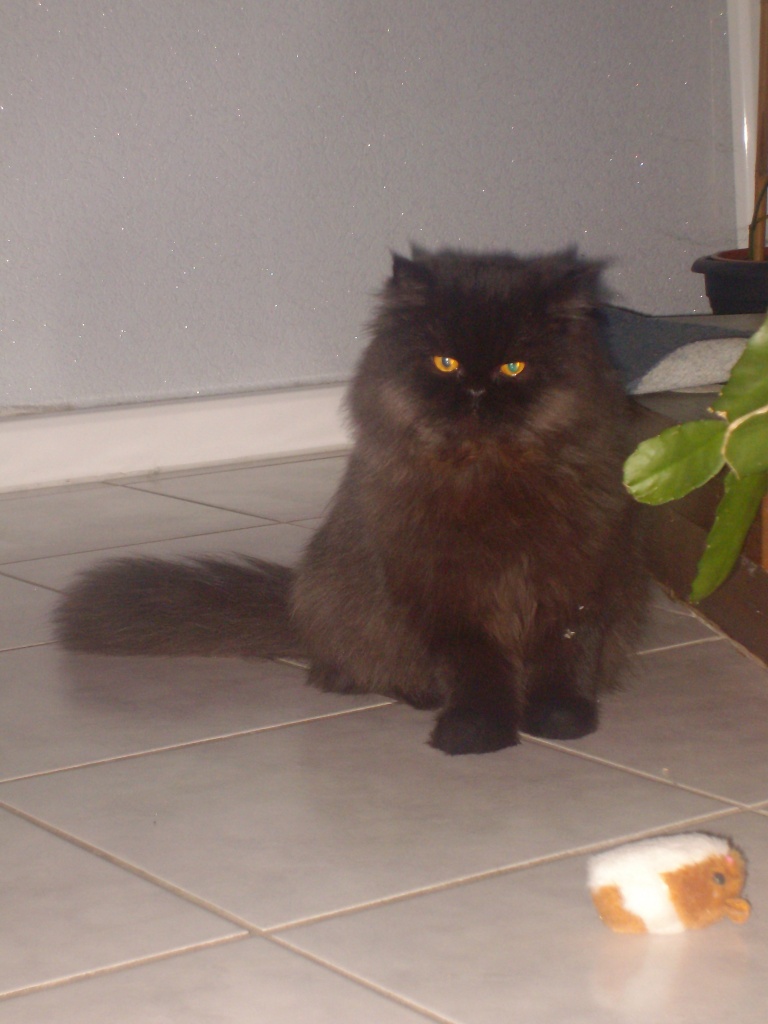 Der Perserkater auf der Suche nach Damen! - Deckkater - Nordwalde