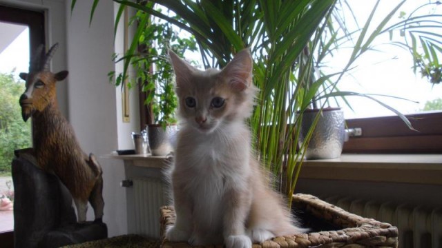 Typvolles Norwegisches Waldkatzen Baby 12 Wochen creme white  - Norwegische Waldkatze - Bad Endbach