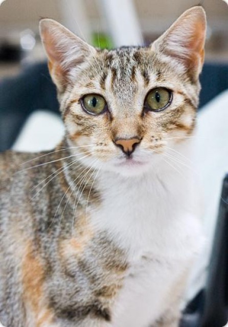 Katzenmädchen Ivana- die Zaubermaus - Hauskatzen - Oberhausen