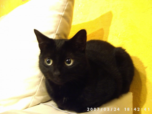 Suche Katzensitter für meine beiden Hauskatzen Sindy und Joel - Katzensitter - Königswinter