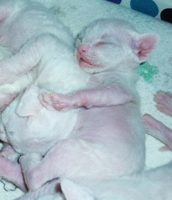 Devon Rex mit Stammbaum - Devon Rex - Georgensgmünd
