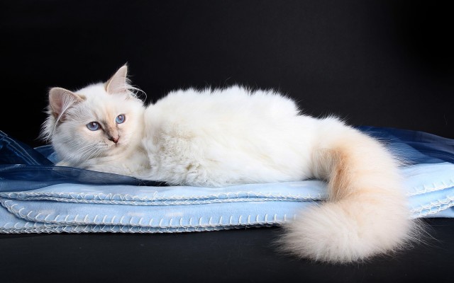 2 Heilige Birmas m+w 1 Jahr alt + kompl. Ausstattung suchen neuen Schmuseplatz - Birma - Kirchheim