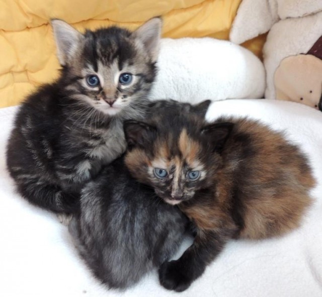 Norwegische Waldkatzenbabys ab 02. Dezember abzugeben - Norwegische Waldkatze - Neu-Eichenberg