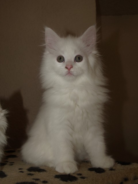 Main Coon Kitten - Maine Coon - Hamburg