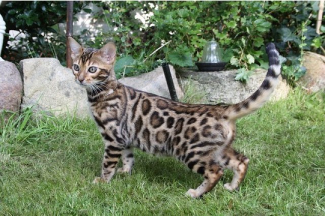 Wohnzimmerleoparden, Bengalkitten, Bengalen - Bengal - Mülheim
