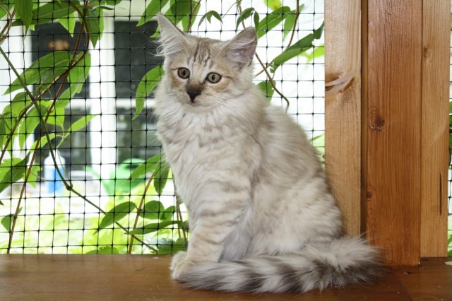 Norwegische Waldkatzenkinder - Norwegische Waldkatze - Munich