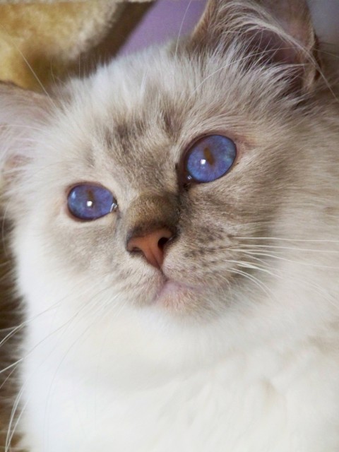 Heilige Birma Deckkater - Birma - Krempdorf