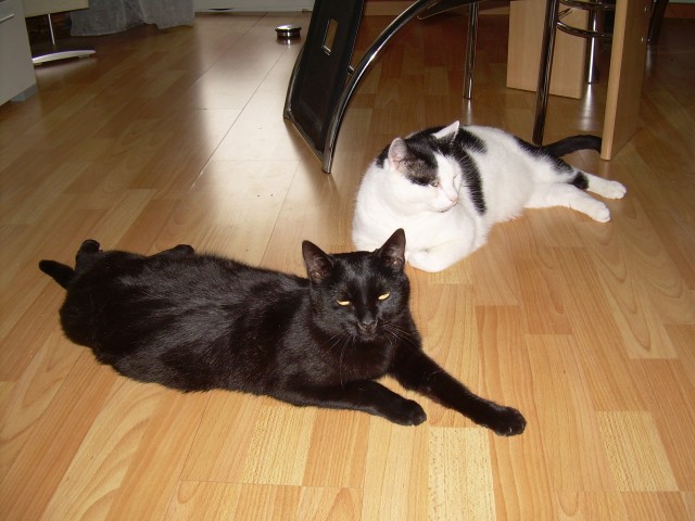 Rufus & Balu suchen Schmuseplatz auf Lebenszeit - Hauskatzen - Duisburg