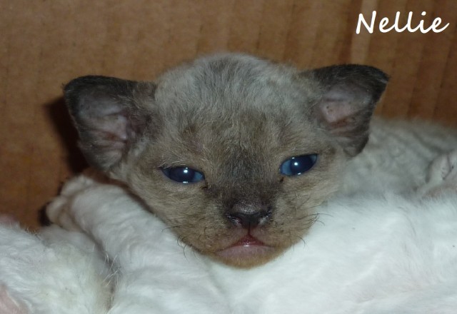Devon Rex Kätzchen mit Stammbaum - Devon Rex - Georgensgmünd