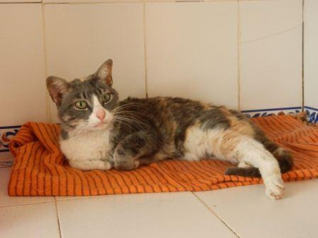 Schöne Katzen, Kater warten in unserem Tierheim und auf der Pflegestelle auf ei - Hauskatzen - Hagen im Bremischen