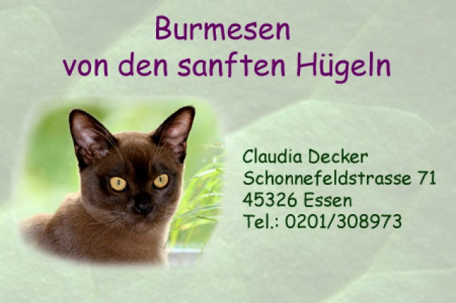 Erwachsene Burmakatzen abzugeben - Burma - Essen