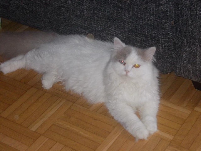 Seltener highlander fawn weiss van odd eye kater 10 monate alt - British Kurzhaar - düsseldorf
