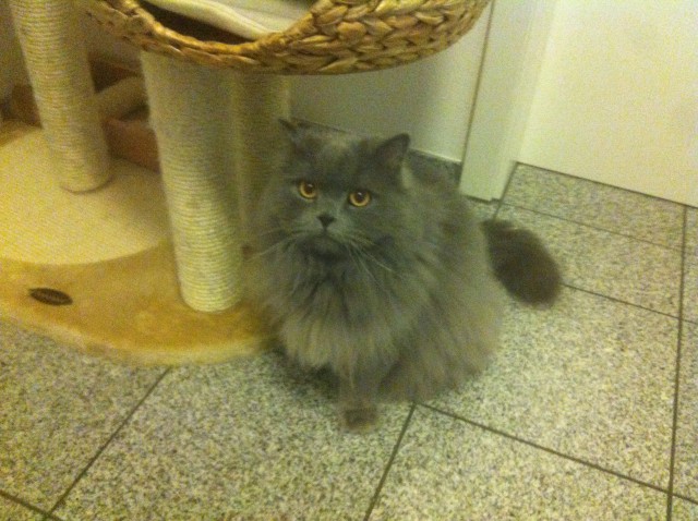 Verschmuster BKH-Perser Kater sucht ein neues zu Hause - Mischling - Ingolstadt
