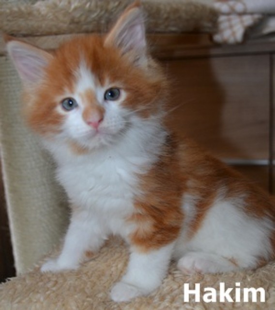 Maine Coon Kleinanzeigen Maine Coon Annoncen Maine Coon