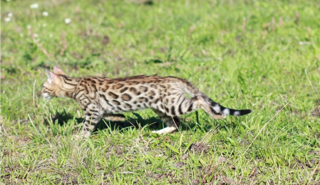 Bengalkatzen-Bengalkater - Bengal - Berlin