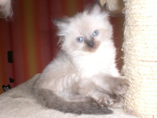 Noch eine Ragdoll Knutschkugel Ende Nov. zu vergeben ! - Ragdoll - Weinbach