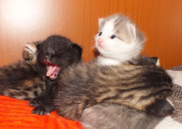 Maine-Coon Mix Babys ab Dezember abzugeben - Mischling - Nordendorf