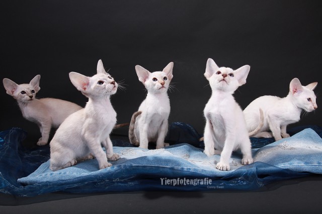 Siamkitten in seltener Farbe mit Stammbaum - Siam - Altrip