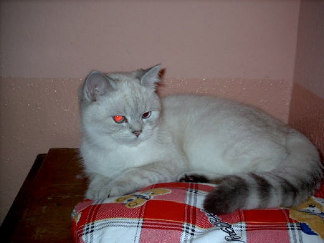 Bkh Deckkater - Deckkater - schopfheim