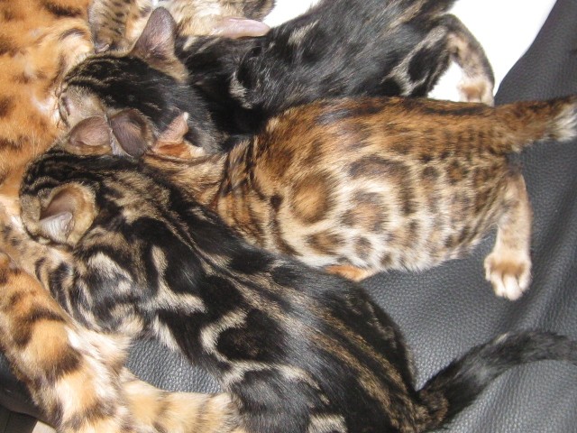 3 Wunderschöne Bengalkitten suchen neues Zuhause - Bengal - Neuenbürg