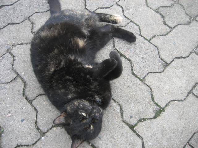 Katze zu verschenken! - Freigaenger - Krippehna