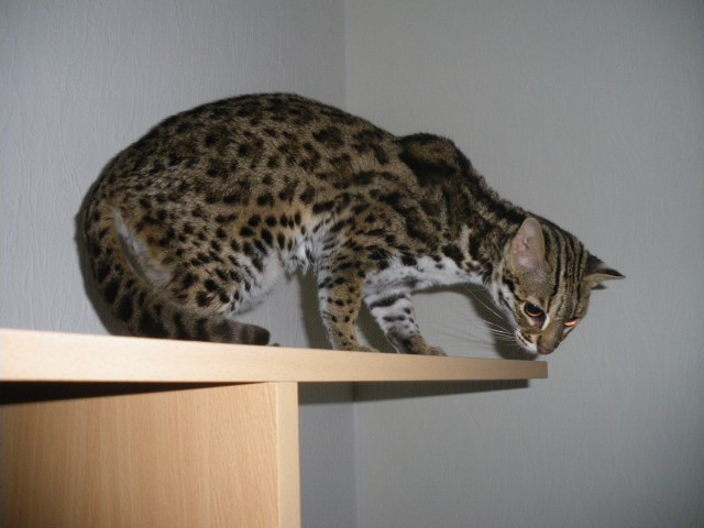 Wild bengal - Bengal - Alsdorf