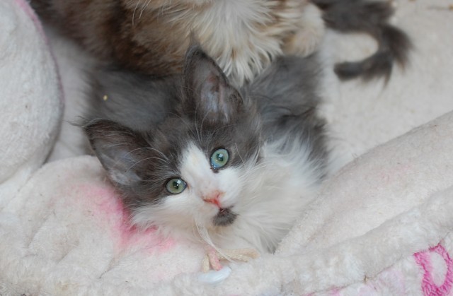 Waldkaterchen Xerxes sucht ein Traum-Zuhause - Norwegische Waldkatze - Dingolfing-Höfen