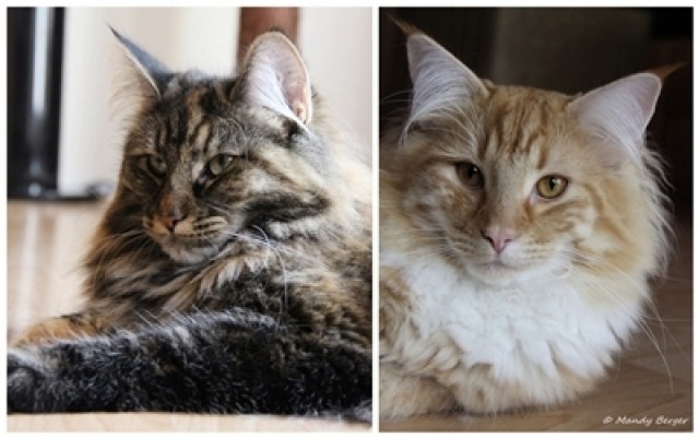 Typvolle Norwegische Waldkatzen-Kitten - Norwegische Waldkatze - Bergkamen