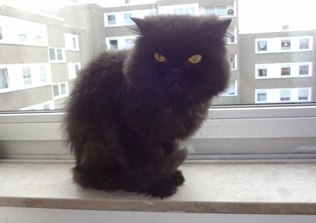 Ein süsser Kater sucht ein neues Zuhause - Perser - Dortmund