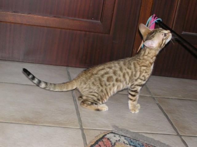 Bengal-Katzen mit Stammbaum - Bengal - Speyer