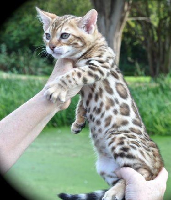 Bengalkatzen Bengal Bengalkitten mit Papiren - Bengal - berlin