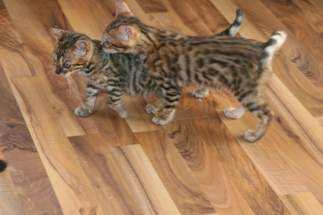 Schöne Bengalkitten-Black tabby-spotted! - Bengal - Hanau