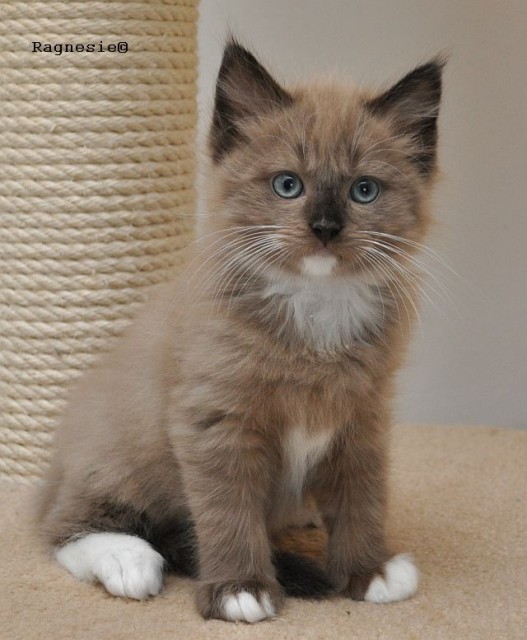 Bezaubernde Ragdollkaterchen  - Ragdoll - Weiterstadt