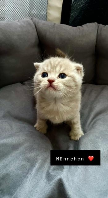BKH Kitten - British Kurzhaar - Balingen