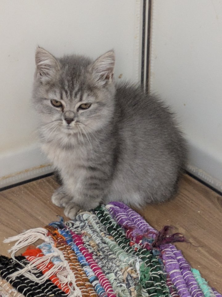 Reinrassige, süße Britisch-Kurzhaar Kitten warten auf Dich! - British Kurzhaar - Hof