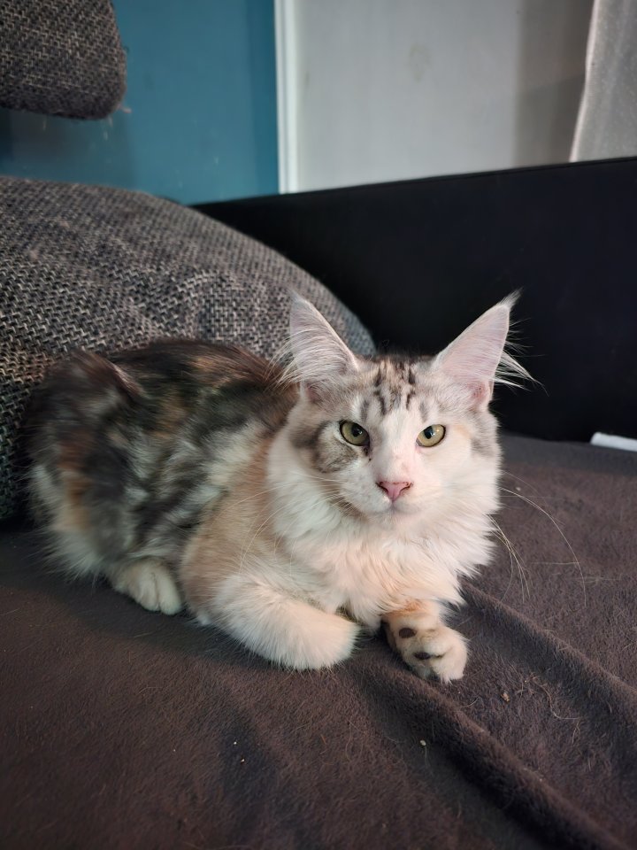 Maine Coon mit Stammbaum - Maine Coon - Ludwigshafen