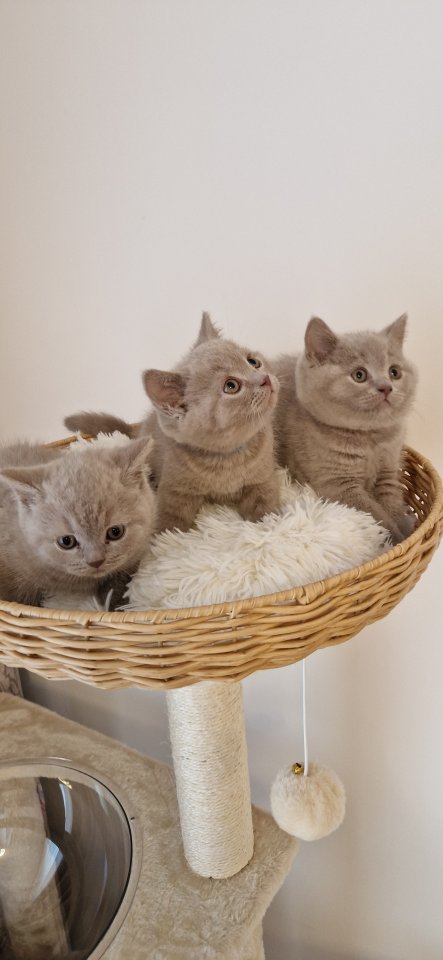 Bkh- kitten Bkh-kitten - British Kurzhaar - Niederhonnefeld