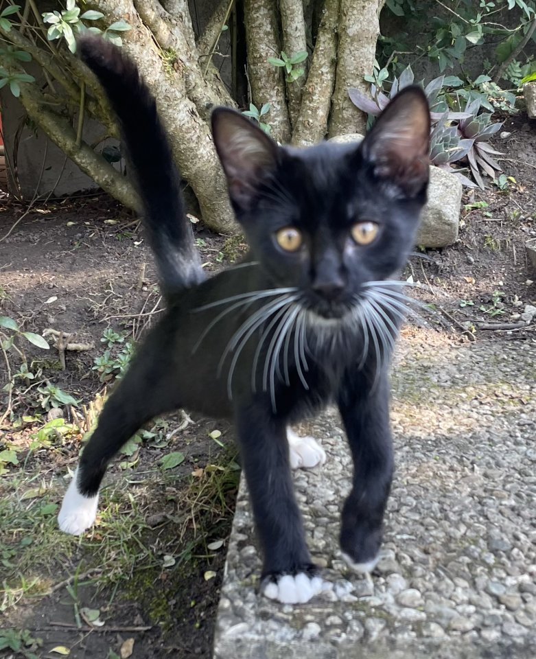 Kitten, Kätzchen, Junge, Waldkatze - Mischling - Pfaffenhofen