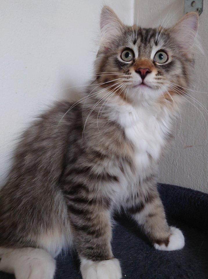 Ragdoll - Perser - Maine Coon Kater - Mischling - Wusterhausen