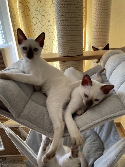 Traditionelle Thaikatzen aus registrierter Zucht, Abgabe sofort - Thai - Fuldatal