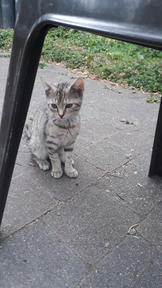 Handzahme Hofkatzen abzugeben - Freigaenger - Brakel