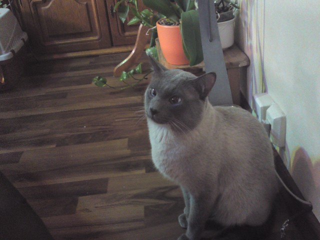Biete Siam Thai Kater zum Decken an - Deckkater - berlin