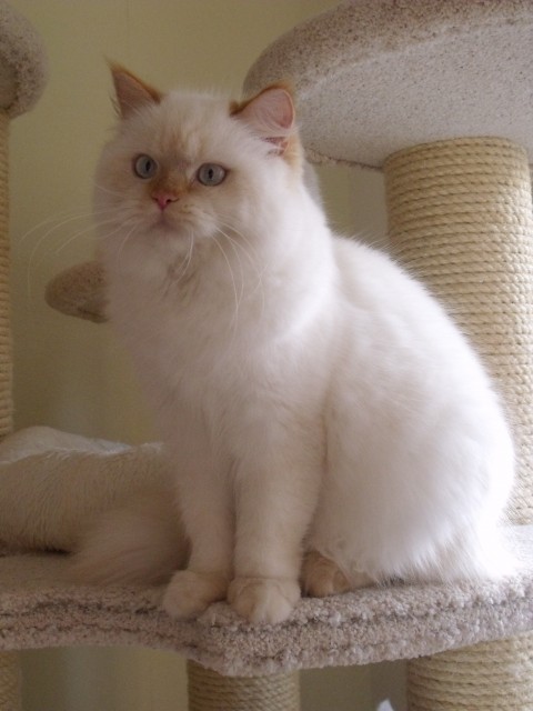 Barbie, Highlander Mädchen - Katzen Sonstige - Rötha
