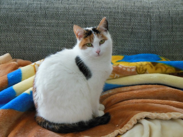 Katze in gute Hände abzugeben - Freigaenger - Nümbrecht