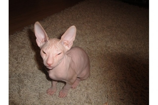 Sphinx Kätzchen zur Annahme - Sphynx - Düsseldorf