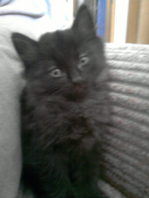 Kater sucht neues zuhause - Hauskatzen - gummersbach