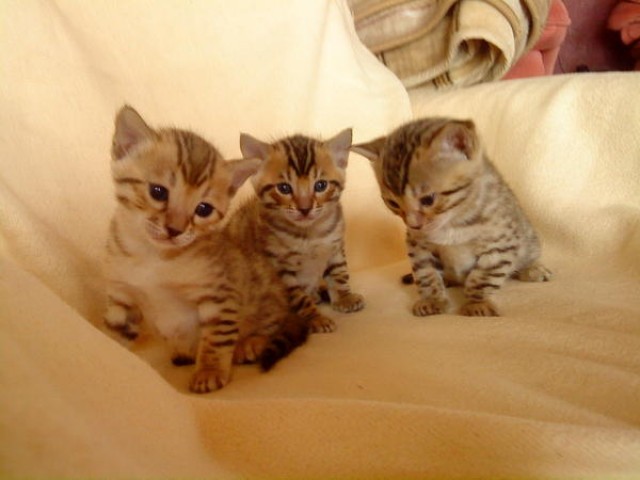 Reinrassige Bengal / Bengalen Kitten - Bengal - Leipzig