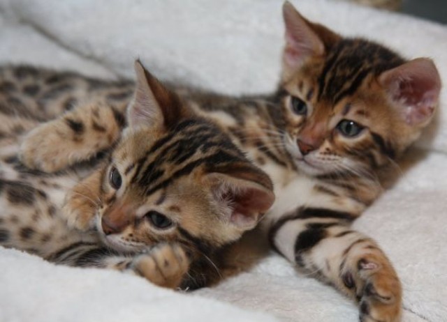 4hübsche Bengalkatzen, 8 Monate,  rosetted  - Bengal -  Denkingen 