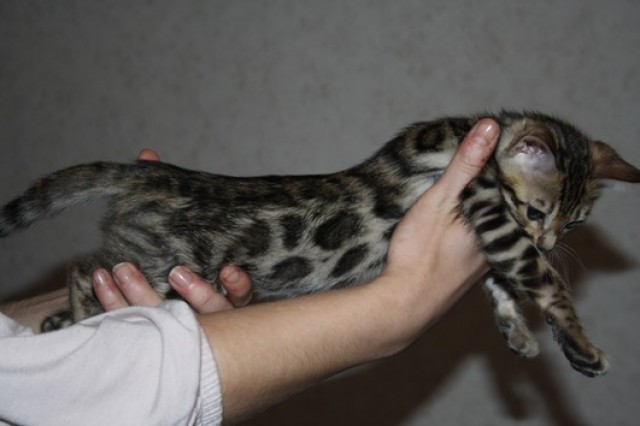 Wunderschöne  Reinrassige Bengalkatzen (SRV-TICA)  - Bengal - Dortmund