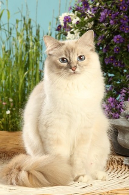 2 Heilige Birmas Mutter + Tochter inkl. Zubehör suchen neuen Schmuseplatz - Birma - Kirchheim